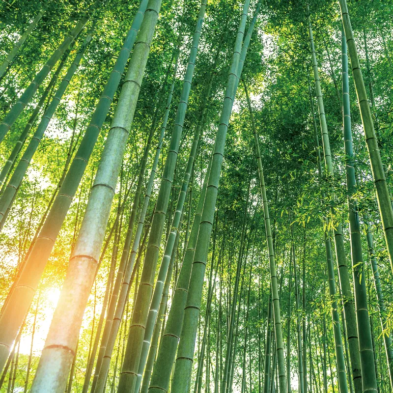 打造讓人驕傲的素顏美肌